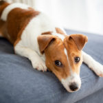 犬とソファ
