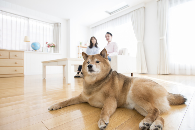 犬と夫婦